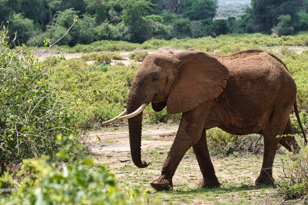 istock Elephants in Amboseli National Park in Kenya 1363777814