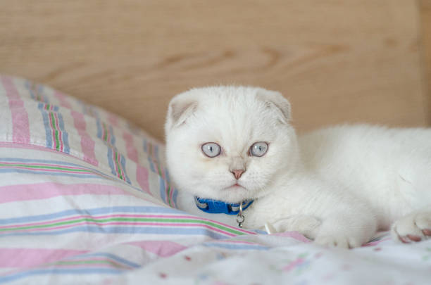 white color puppy scottish fold lies