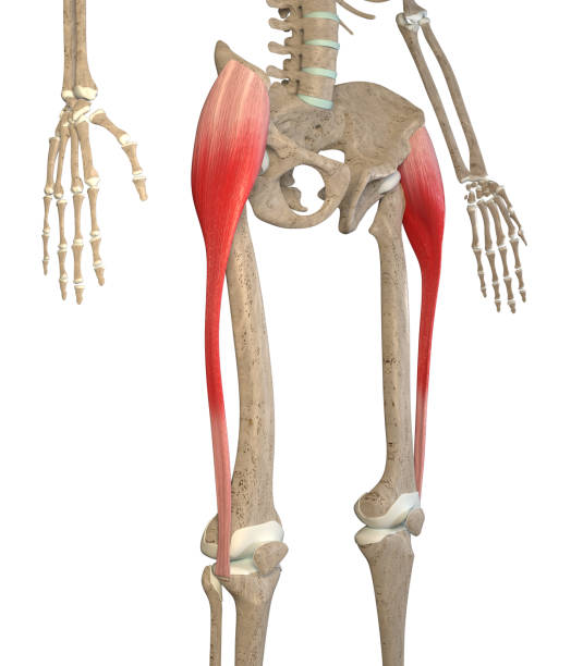3D Illustration Of Tensor Fasciae Latae Muscles On White Background stock photo