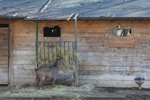 jeden osioł karmiący na farmie w słoneczny dzień - donkey mule large grazing zdjęcia i obrazy z banku zdjęć