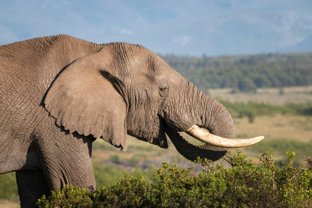 Eating elefant in South Africa Eating elefant in South Africa in the morning elefant stock pictures, royalty-free photos & images