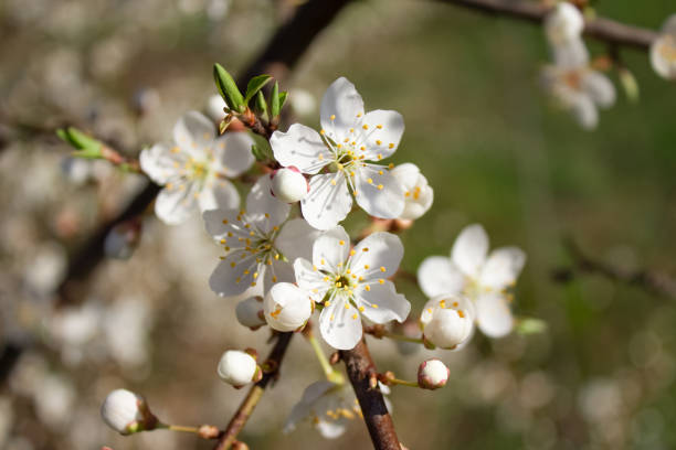 istock Closeup view of blooming cherry tree. Pollinating season, selective focus. Beautiful springtime background 1363782061