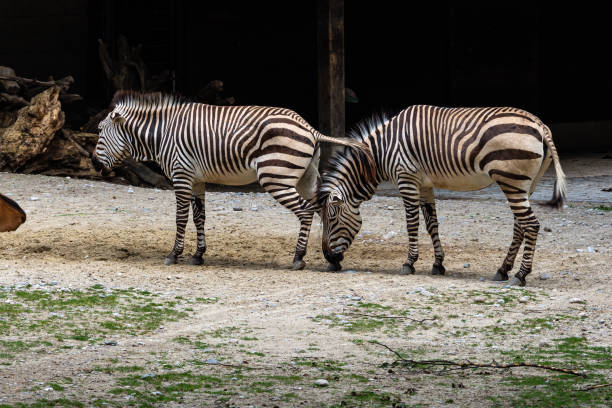 istock Hartmann's Mountain Zebra, Equus zebra hartmannae. An endangered zebra 1363782964