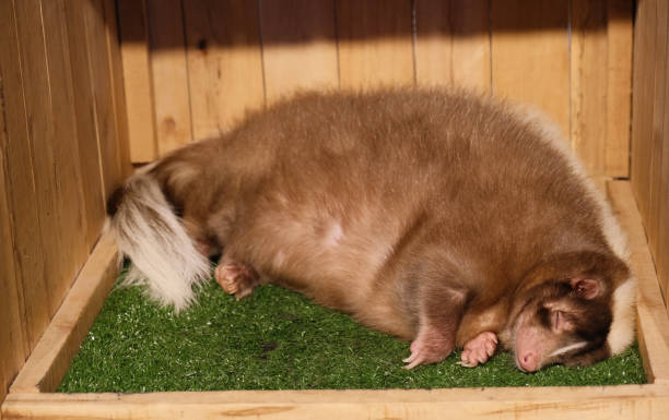 istock fat cute raccoon 1363784078