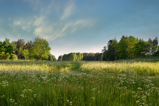 Beautiful morning with a lush meadow in a green landscape at sunrise in Sweden when nature is at its most beautiful.\nDull colors and small light clouds on a pink sky and the sun rising between the trees