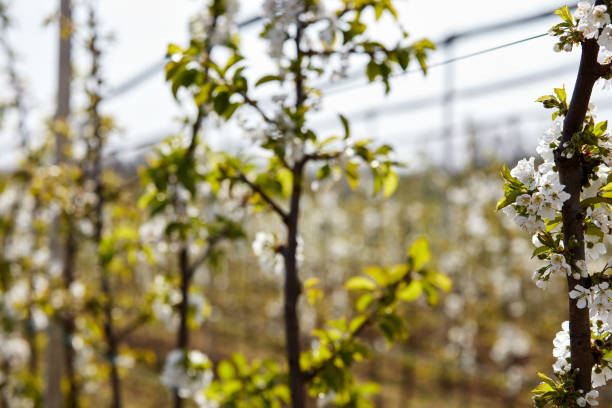 Farm of young cherry trees during blossom in spring.