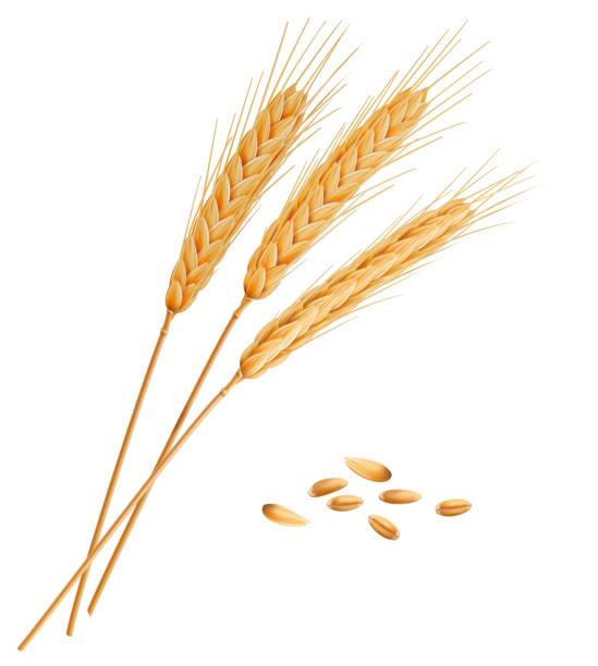 현실적인 밀, 호밀, 귀리 또는 보��리 스파이크 - barley grass wheat isolated stock illustrations