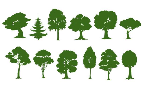 Isolated tree silhouettes, forest and garden trees Isolated tree silhouettes, vector forest or garden green trees. Oak, pine, spruce fir or birch, willow and maple, nature woods with leaves and bushes, tall ash or poplar tree with branches deciduous stock illustrations