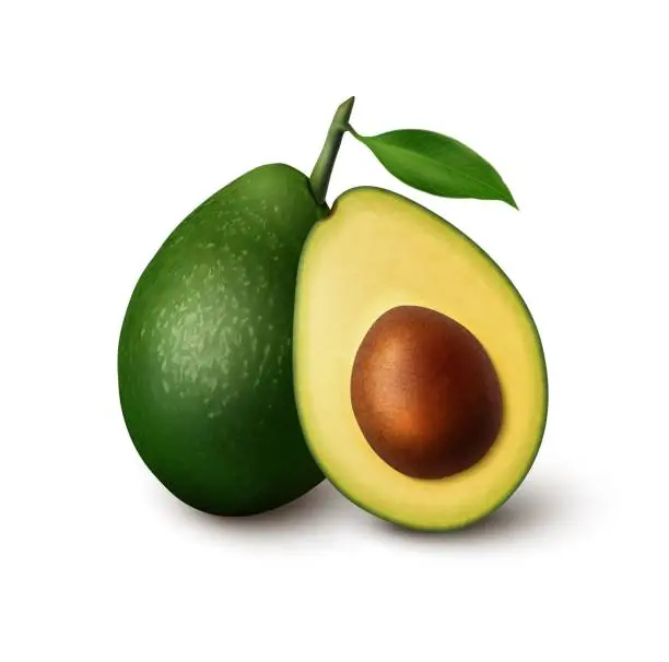 Vector illustration of Realistic isolated avocado fruit, whole and half