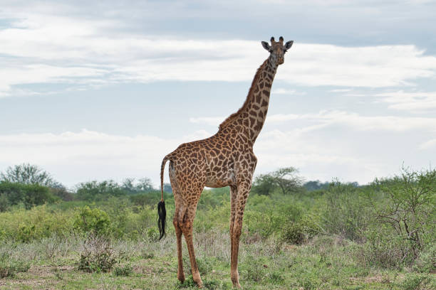 220 Nationalpark Tsavo Ost Stock Photos, Pictures & Royalty-Free ...