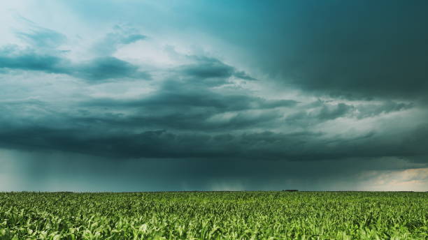 istock Cloudy Rainy Sky. Dramatic Sky With Dark Clouds In Rain Day. Storm And Clouds Above Summer Maize Corn Field. Time Lapse, Timelapse, Time-lapse. Hyper lapse 4K. Agricultural And Weather Forecast Concept 1363784810