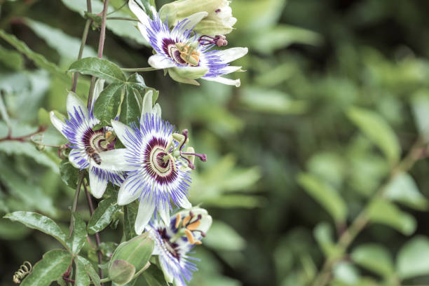 passion flower blue, a flower of a medicinal plant passion flower blue, a flower of a medicinal plant. used for the production of anxiety passion flower stock pictures, royalty-free photos & images