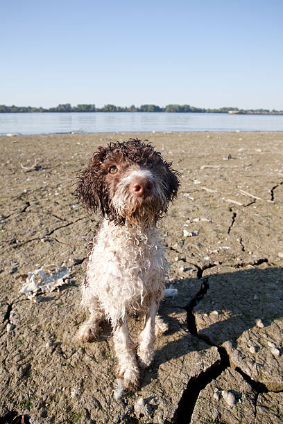 istock lagotto romagnolo on a beach 136378626