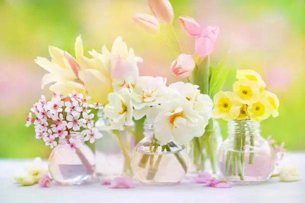Springtime blossoming daffodils, tulips and spring flowers background, light bright floral card, selective focus, shallow DOF