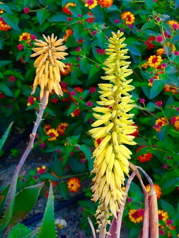 Beautiful and colourful exotic plants and flowers in southern Spain