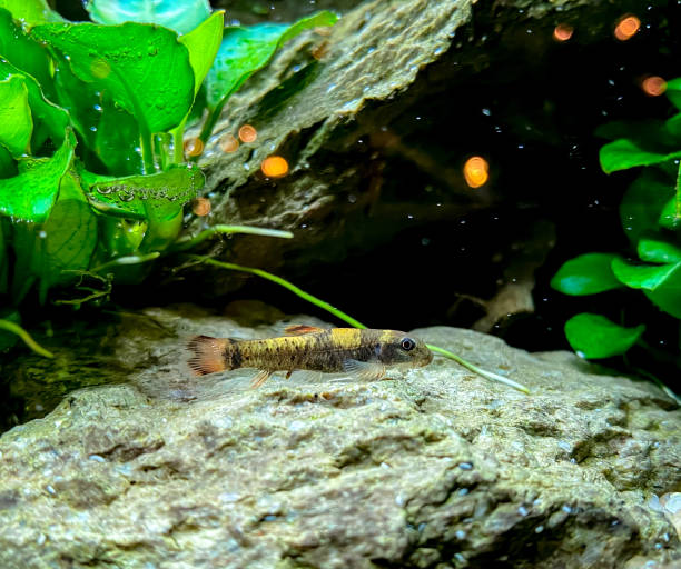 istock aquarium fish Garra flavatra - Panda Garra 1363790007