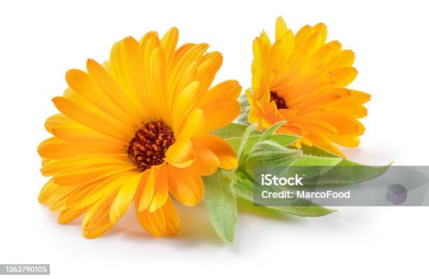 Calendula Calendula Officinalis Calendula Flower And Buds Isolated Marigold With Leaves On White Background Stock Photo - Download Image Now