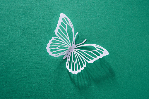 Hand made butterfly Paper Cut , on green background