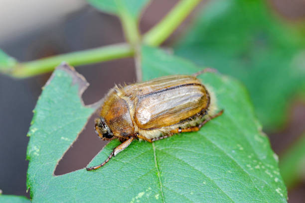 istock Small June Beetle Amphimallon solstitiale sitting on the damaged plant leaf. 1363790583