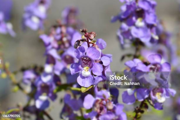 Summer Snapdragon Serena Blue Stock Photo - Download Image Now - Angelonia, Blue, Botany