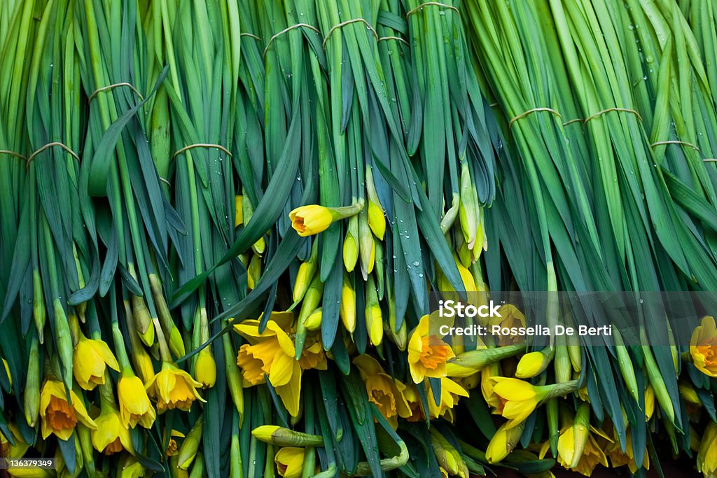 Daffodils in vendita - Foto stock royalty-free di Acqua