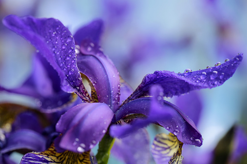 Blooming plant Iris covered with water drops after rain