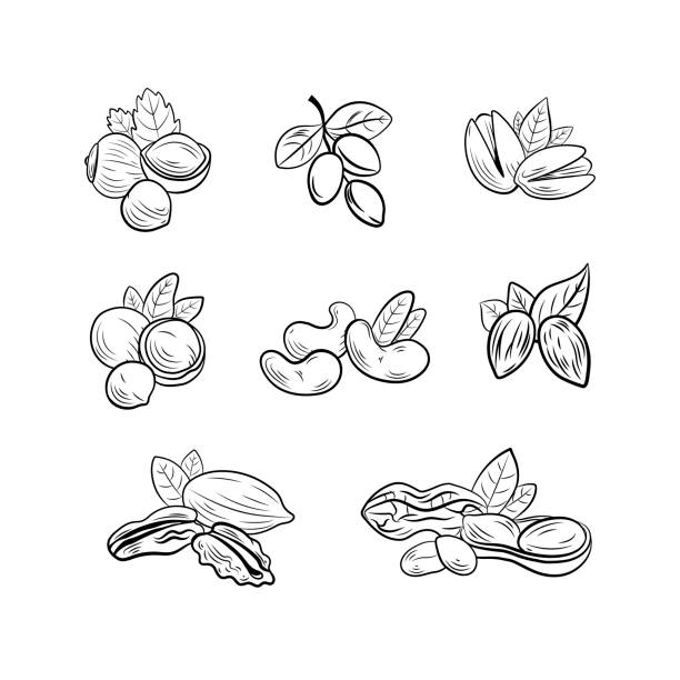 Vector set of outline black and white nut drawings, illustration templates, icons isolated. Vector set of outline black and white nut drawings, illustration templates, icons isolated on white background. pecan icon stock illustrations