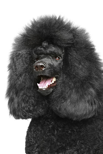 istock Black Standard poodle portriat 136379555