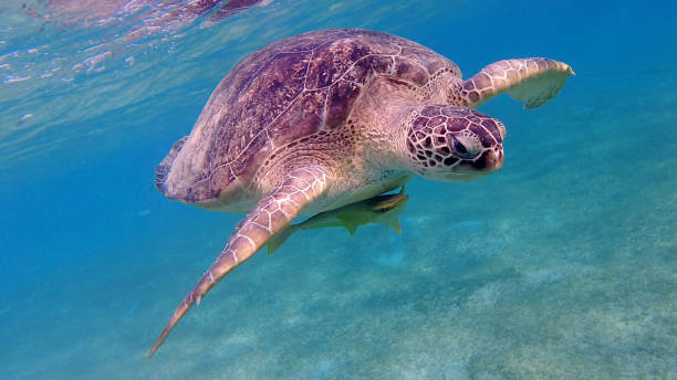 istock Large green turtle underwater. The old green turtle feeds underwater. 1363796082