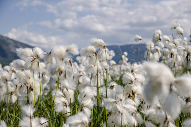 arctic cotton in summer - cotton grass sedge grass nature imagens e fotografias de stock