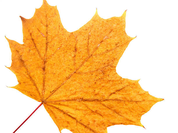Maple Leaf stock photo