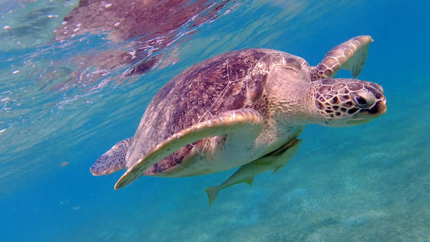 istock Large green turtle underwater. The old green turtle feeds underwater. 1363796137
