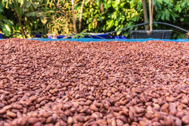 istock Organic cocoa beans sun drying on the farm 1363796555