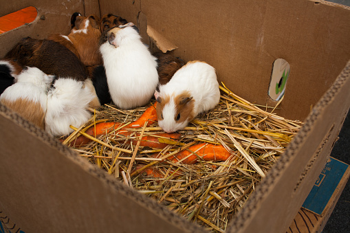 Guinea pigs on the animal market in Mol (Belgium) waiting in boxes to be sold to a new family.