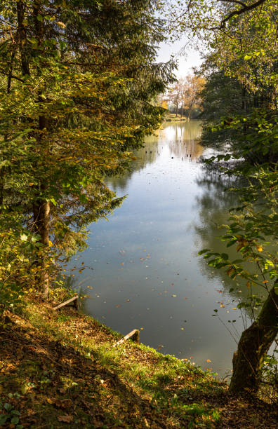 istock Fishing pond lake forest, Slovenia. 1363797617