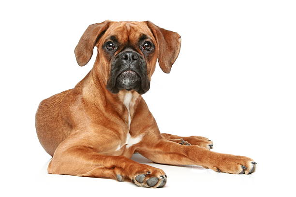 istock German Boxer puppy (5 month) lying 136379777