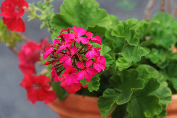Red geranium flowers in a flower pot