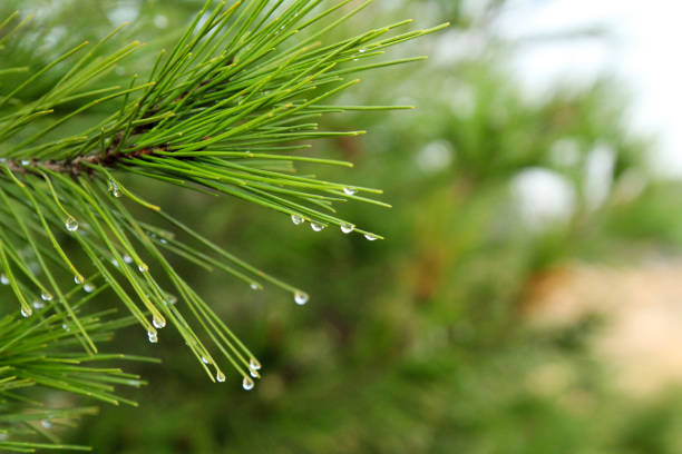 istock Pine needles with cobwebs and dew drops in the morning 1363798535