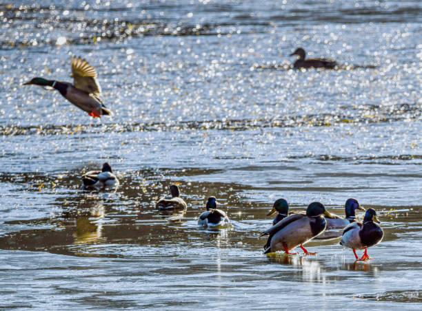 istock Wild duck on the lake 1363799222