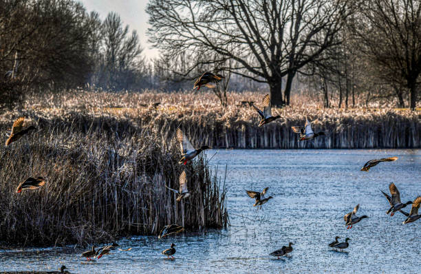 istock Wild duck on the lake 1363799223