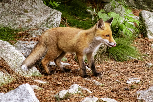 istock Wild little fox in natural environment in the forest 1363799342