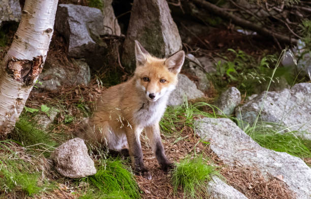 istock Wild little fox in natural environment in the forest 1363799561