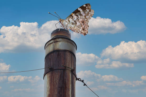 The butterfly sits on the chimney. Clean air concept.