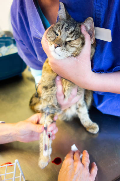 istock Sick cat at the vet 1363800244