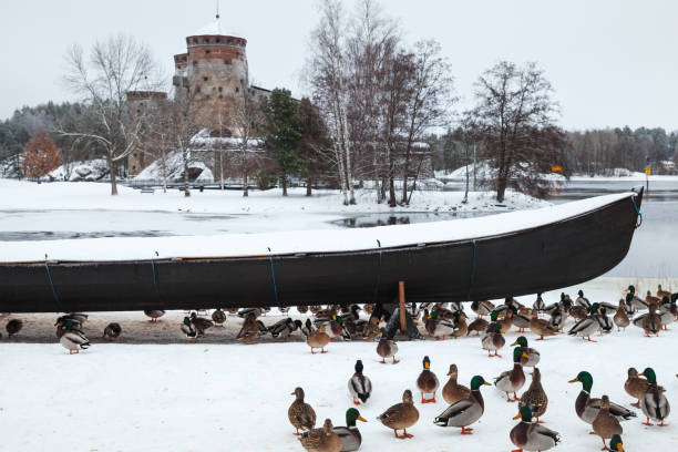 Ducks walks under a boat on frozen lake Ducks walks under a boat on frozen lake. Landscape of Savonlinna in winter season. Finland saimaa stock pictures, royalty-free photos & images