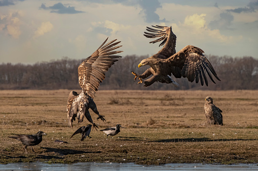 A Red-tailed Hawk grips a snake in its beak after a successful hunt.