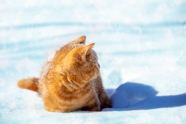 istock Little ginger kitten sitting on the snow 1363800429