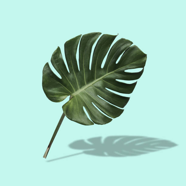 istock Monstera leaves in tropical forest isolated on pastel background with shadows. 1363803192