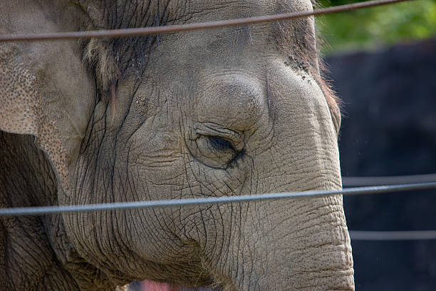 istock Elderly female elephant rests in her retirement home 136380398