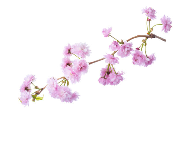 Prunus Kanzan Stock Photos, Pictures & Royalty-Free Images - iStock